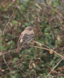 ROSE-COLOURED STARLING